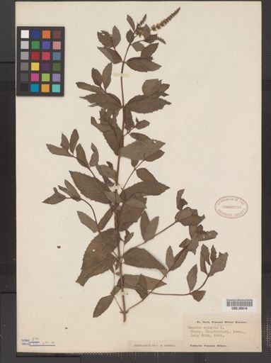 Plantae