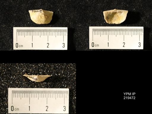Chonetes granulifer