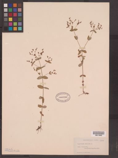 Hypericum mutilum