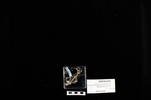 Aspidoscelis tigris