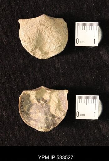 Hebertella sp.
