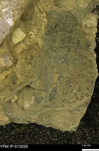 undet. Mollusca