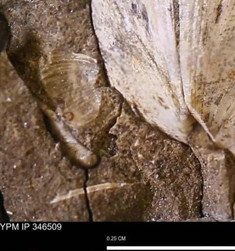 undet. Mollusca