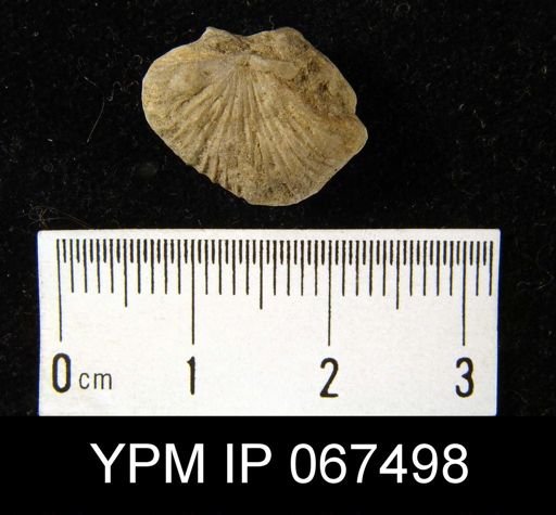 Strophonella punctulifera