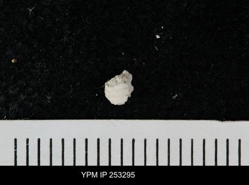 Mollusca?