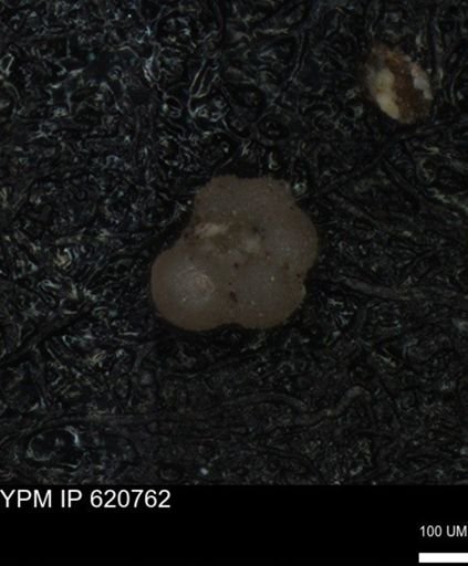 undet. Rugoglobigerinidae