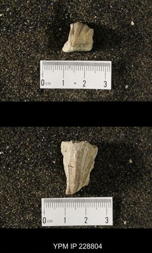 Neospirifer sp.