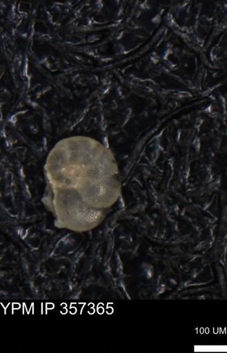 undet. Foraminiferida