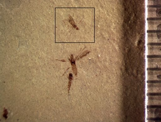 undet. Diptera