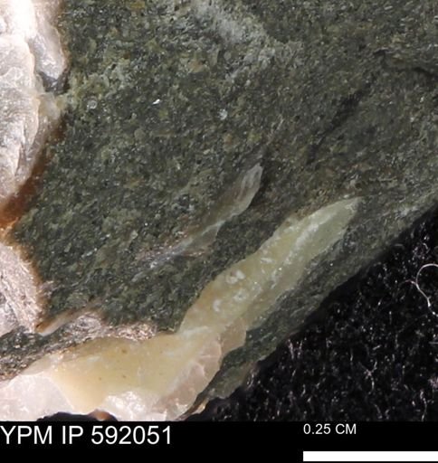 undet. Mollusca