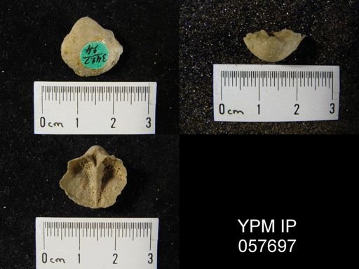 Gypidula multicostata