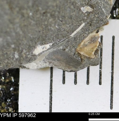 Limopsis striatopunctatus