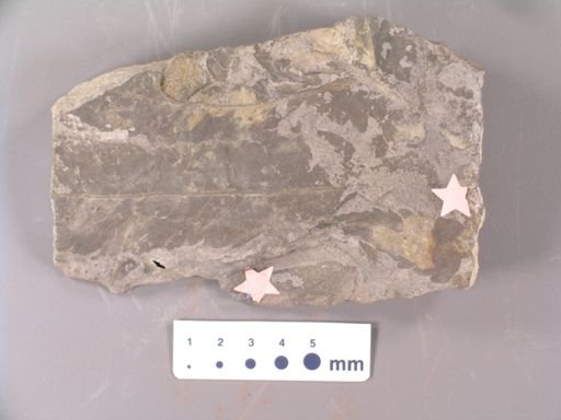 Acrostichum haddeni