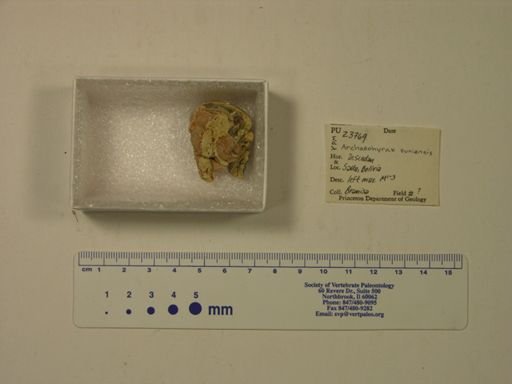 Archaeohyrax suniensis