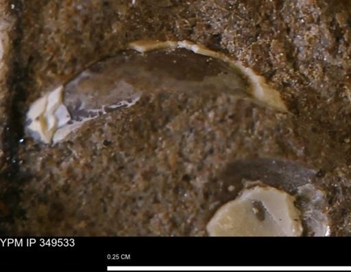 undet. Mollusca
