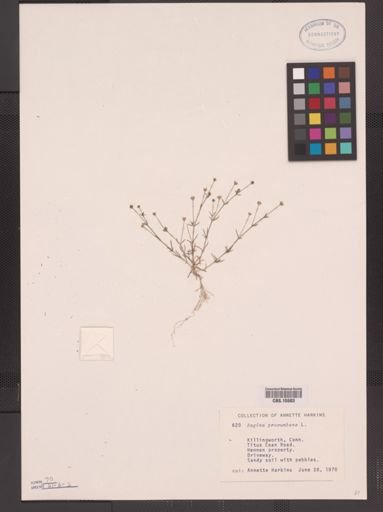 Sagina procumbens