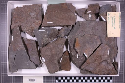 mixed taxa, stratigraphic collection
