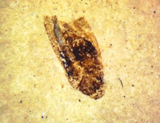 undet. Coleoptera