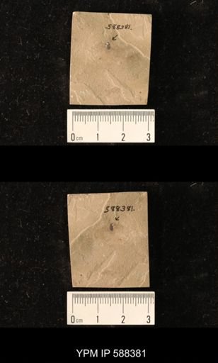 undet. Coleoptera