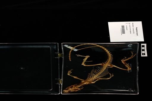 Physignathus lesueurii