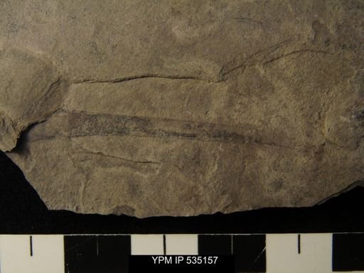 undet. Eurypterida