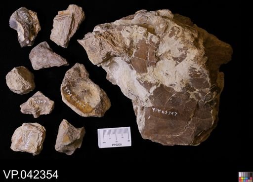undet. Actinopterygii
