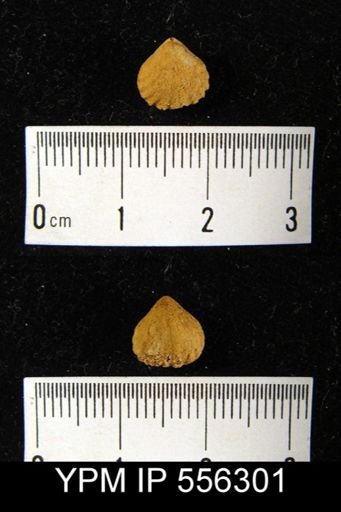 Rhynchonella sp.