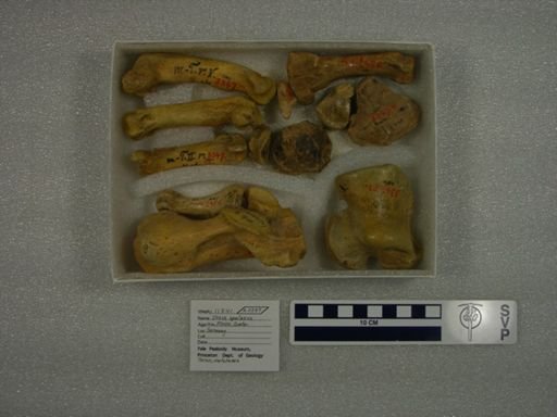 Ursus spelaeus