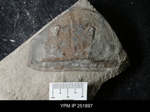 Eurypterus sp.