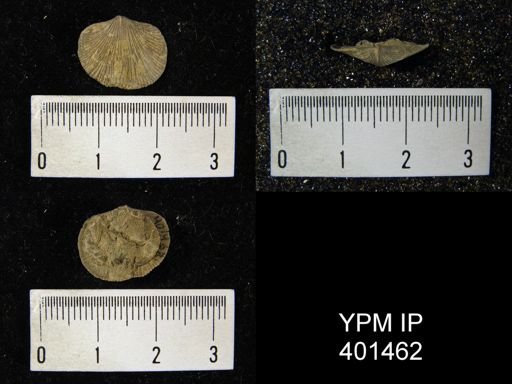 Dalmanella multisecta