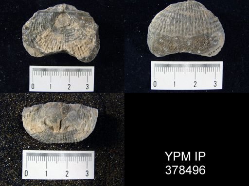 Productus semireticulatus