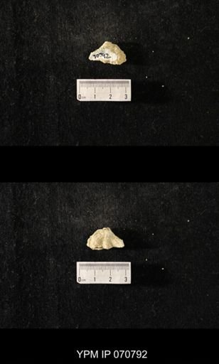 Favosites sp.