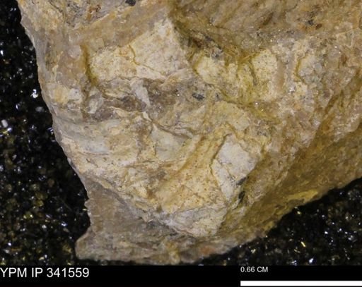 Scaphites sp.