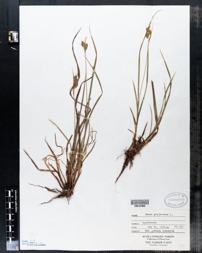 Carex pallescens