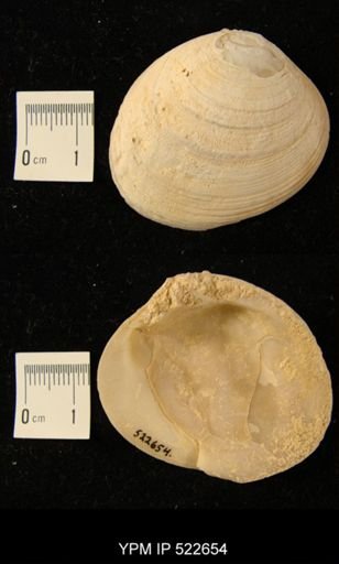 undet. Veneridae