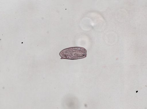 Plagiostomum whitmani