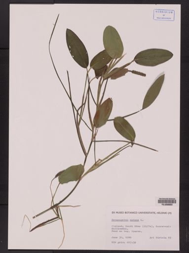Potamogeton natans