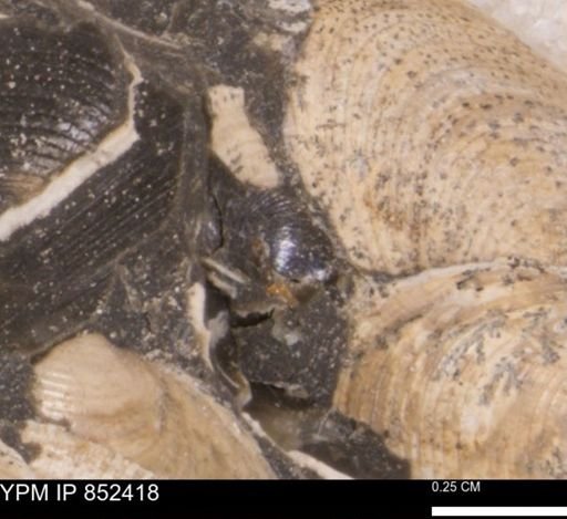 Limopsis striatopunctatus