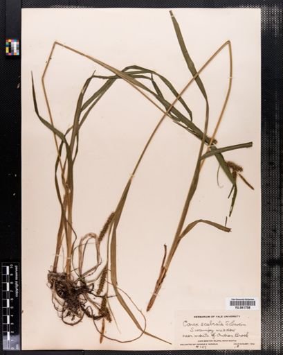 Carex scabrata