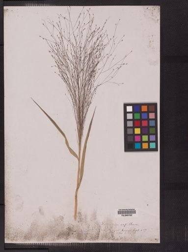 Panicum capillare