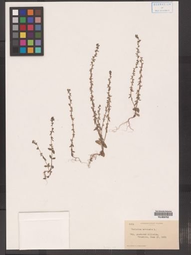 Veronica arvensis