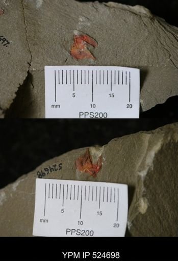 undet. Stylophora
