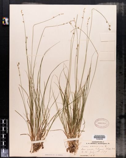 Carex canescens
