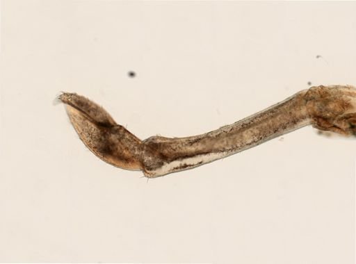 Anoplodactylus lentus