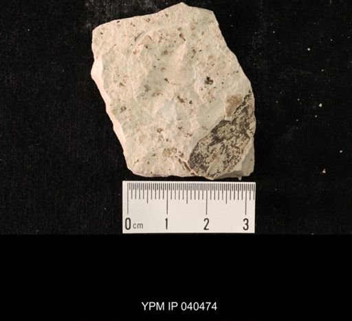 undet. Hexapoda