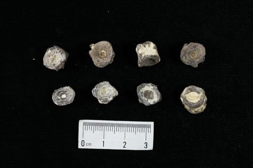 undet. Actinopterygii