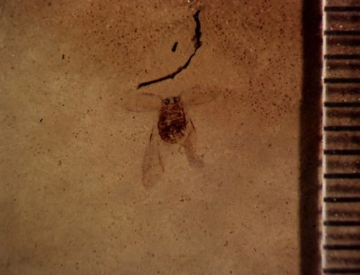 undet. Scarabaeidae