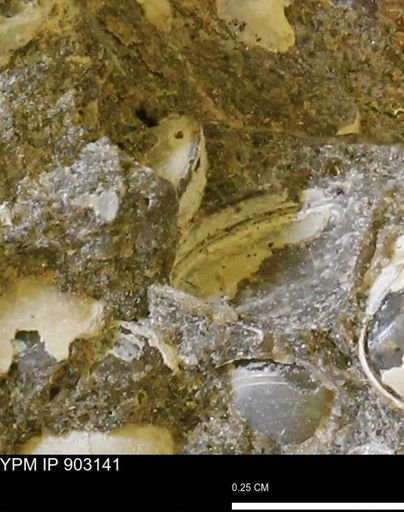undet. Bivalvia