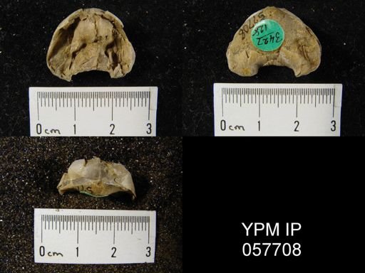 Eatonia tennesseensis