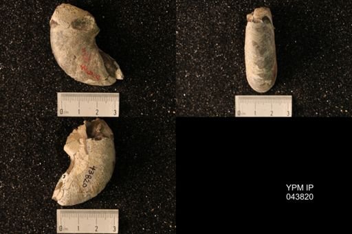 Hoploscaphites nicolletii